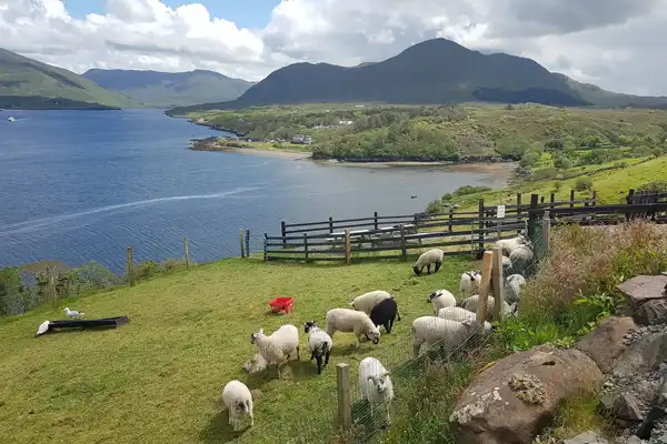 Killary Sheep Farm